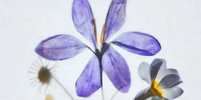 Fleurs séchées aux couleurs vives, dont une fleur violette au centre, sur un fond clair.