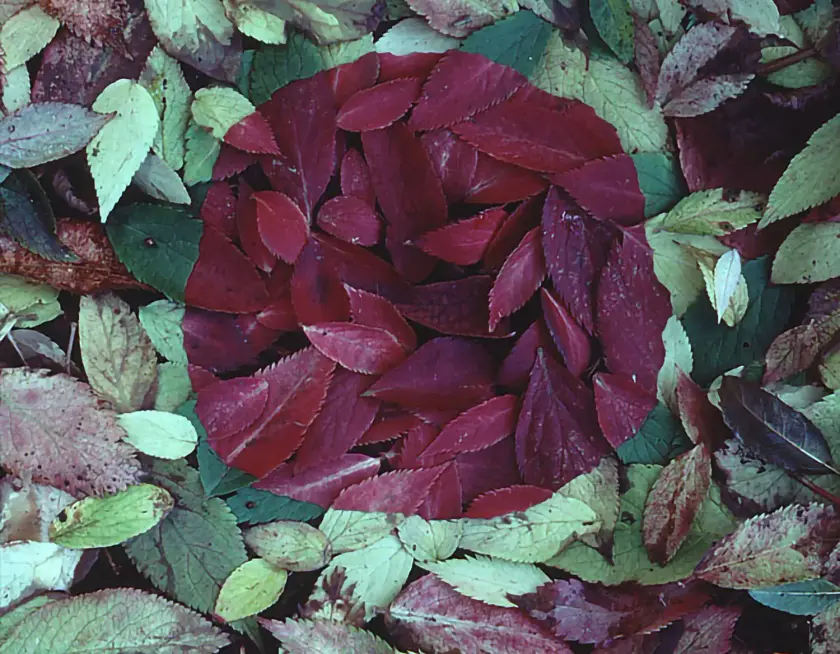 Un cercle de feuilles rouges entouré de feuilles vertes et jaunes sur un sol forestier.