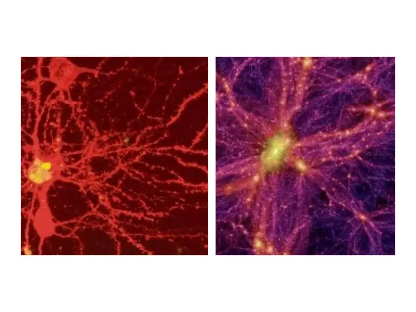 Deux images de neurones montrant des structures cellulaires en rouge et violet, avec des ramifications complexes.